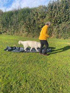 35da5347-9f7c-433b-84ac-dc278ac0696b