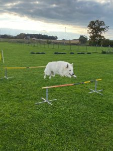 5bb1c95f-c4d3-4f20-a2b3-6863369bed5d